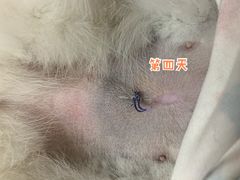 -灵美宠物诊所