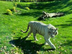 -北京野生动物园