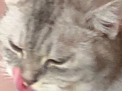 -猫儿山۰猫主题餐厅