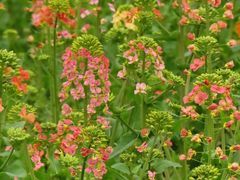 -中国天府农业博览园