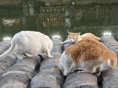 -西塘人家•黑金冠本地好店