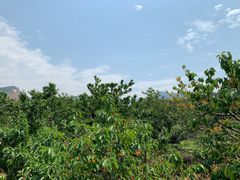 -北宅大永樱桃采摘基地(崂山总部)