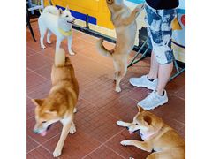 -柴犬高等学院·狗咖·柴犬售卖·宠物训练