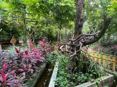 -呀路古热带植物园