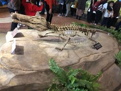-自贡恐龙博物馆