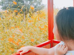 -洪湖湿地生态园