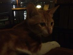 猫咪~-喜洲吧·江畔老船厂·庭院餐厅(喜临院店)