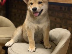 -柴犬高等学院·狗咖·柴犬售卖·宠物训练