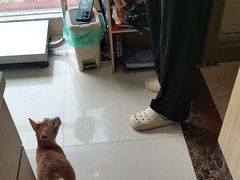 -瑞鹏宠物医院·夜间急症·心超·猫科(祖庙分店)