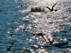 -昆明冠生园·蛋糕·面包(南强街店)