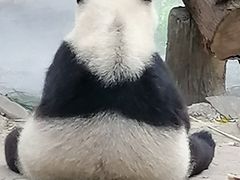 -都江堰中华大熊猫苑