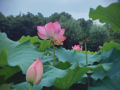 -陈家山荷花公园