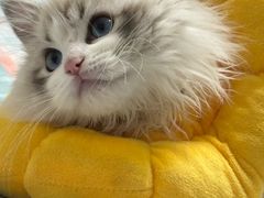 -pd派德宠物中心医院24H急重症·眼科中心·血液透析中心(嵩山北路店)