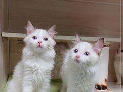 -Bastet sally猫舍购宠(静安店)