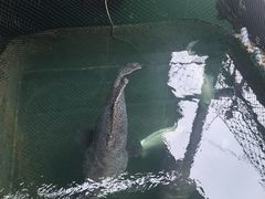 -蓝湾碧波·老字号·疍家非遗海上餐厅
