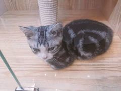 -山宅一喵德文卷毛猫舍