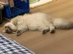 -猫十亿·布偶金渐层·曼基康矮脚猫舍(青年路店)