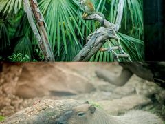 -红山森林动物园