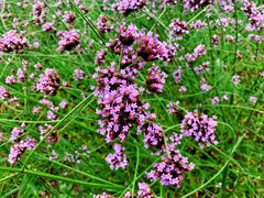 景点-上海长兴岛郊野公园