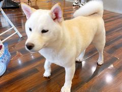 -豆柴町-柴犬主题狗咖(红鼎国际C座店)