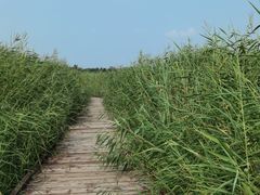 -西青郊野公园