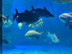 -烟台海昌鲸鲨海洋公园