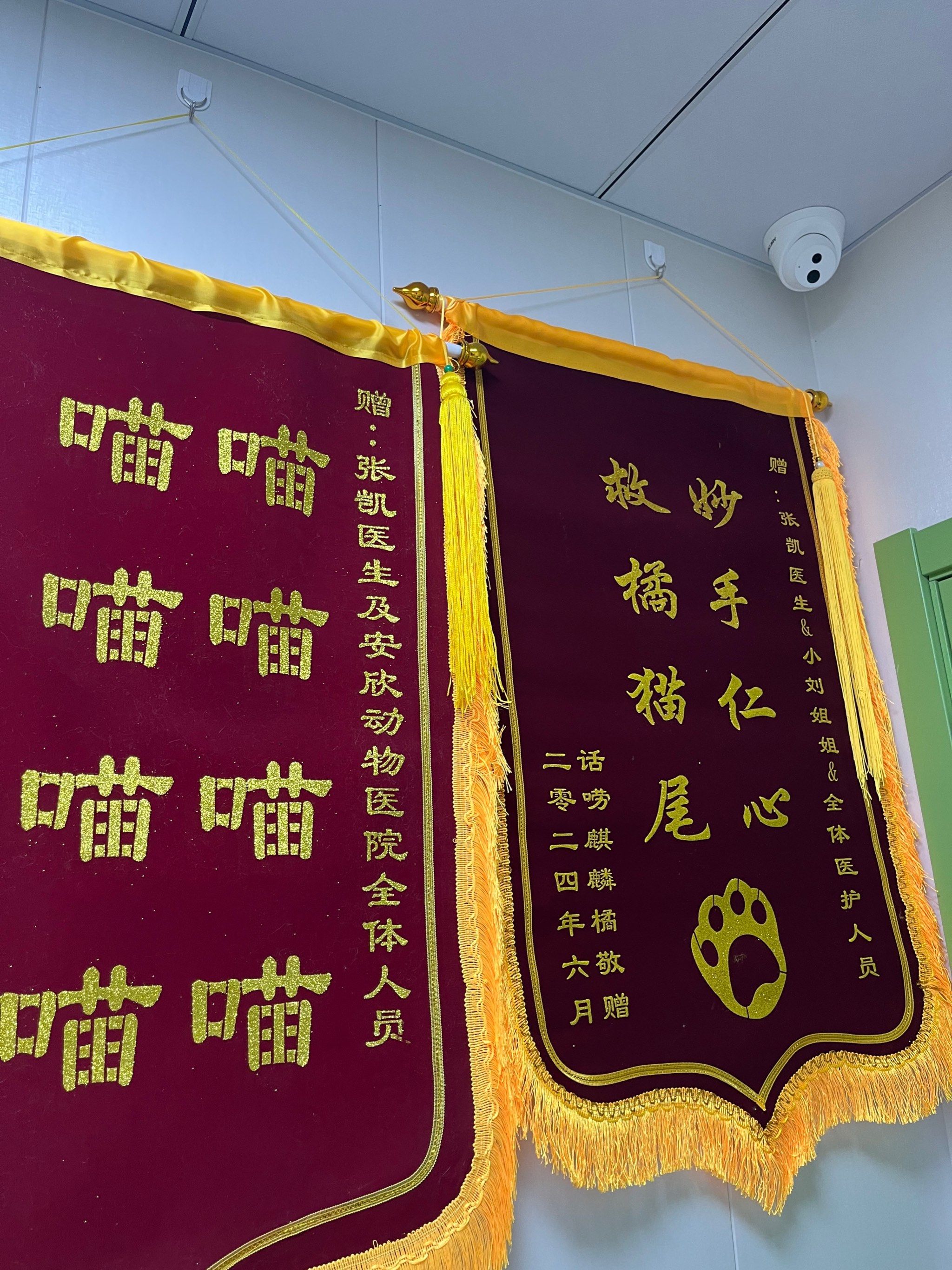 转这座城带着猫去宠物医院再宠宠物医院在宠物医院里看到了可爱的锦旗