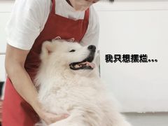 -星多哈·狗咖·拼豆·咖啡