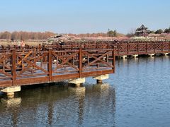 -上海海湾国家森林公园