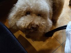 -more than meow吴止猫主题餐厅(承德 中船汇店)