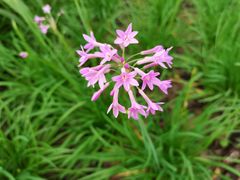 -西湖风景区-江洋畈生态公园