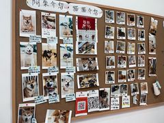 -是阿柴呀！柴犬咖啡·爱喵喵猫咖