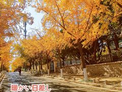 -八大关景区