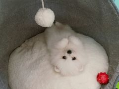 -瑞派·关忠动物医院(国瑞店)