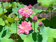 -广州莲花山旅游区