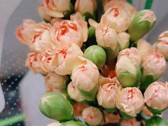 -循礼门鲜花花市(武汉循礼门店)