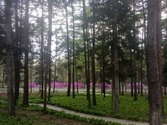 -黑龙江省森林植物园