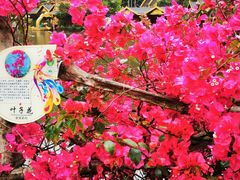 -西双版纳原始森林公园