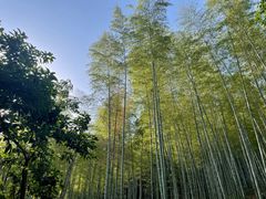 -上海佘山国家森林公园天马山园