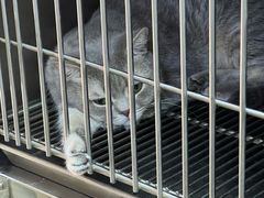-A猫a狗全科·犬猫异宠·芥西宠物医院(南开总院)
