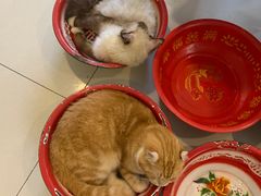 -平行世界·猫咖(首经贸店)