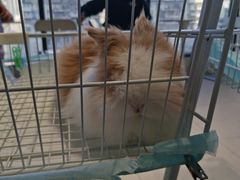 -怪兽屋·羊驼·猫咖·狗咖(俊华广场店)