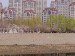 -桃花堤公园