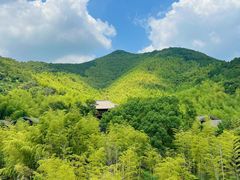 -大唐贡茶院
