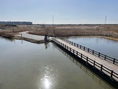 -宁波杭州湾国家湿地公园
