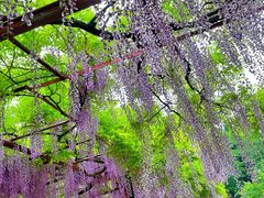 -嘉定紫藤园