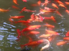 -乾园.魏庐湖景餐厅(花港店)