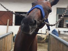 -松声马术俱乐部