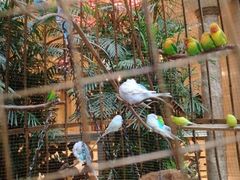 android_upload_pic-深圳东部华侨城茵特拉根酒店