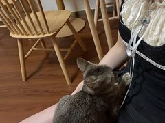 -楼上猫咖(罗湖店)